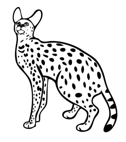 Serval Wild Cat Coloring Page